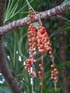 Cordyline petiolaris