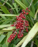 Cordyline rubra