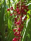 Cordyline rubra