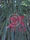 Cordyline rubra