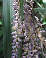 Cordyline stricta