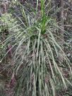 Cordyline stricta