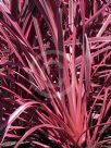 Cordyline Electric Pink