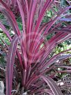 Cordyline Electric Pink