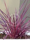 Cordyline Electric Pink