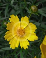 Coreopsis lanceolata