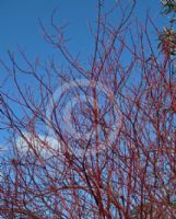 Cornus alba