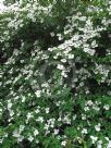 Cornus capitata