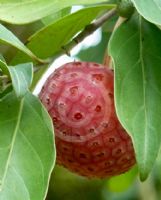 Cornus kousa