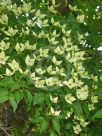 Cornus kousa