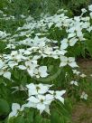 Cornus kousa