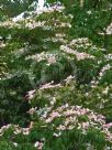 Cornus kousa