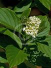 Cornus sericea Flaviramea