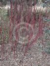 Cornus sericea