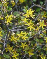 Corokia cotoneaster