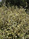 Corokia virgata Sunsplash