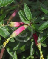 Correa decumbens