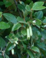 Correa lawrenceana glandulifera