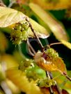 Corylopsis glabrescens