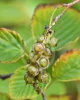 Corylopsis spicata