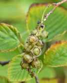 Corylopsis spicata