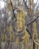 Corylus avellana