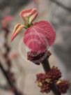 Corylus avellana