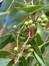 Corymbia aparrerinja