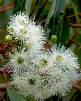 Corymbia calophylla