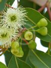 Corymbia calophylla