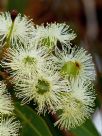 Corymbia calophylla