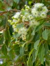 Corymbia calophylla