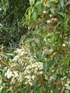 Corymbia calophylla