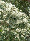 Corymbia calophylla