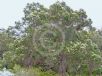 Corymbia calophylla