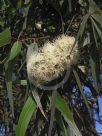 Corymbia citriodora