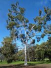 Corymbia citriodora