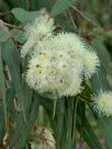 Corymbia eximia