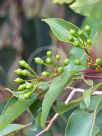 Corymbia ficifolia