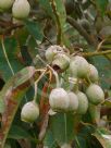 Corymbia ficifolia