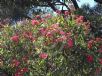 Corymbia ficifolia