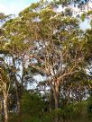 Corymbia gummifera