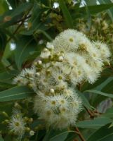 Corymbia intermedia