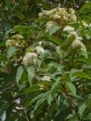 Corymbia intermedia