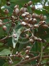 Corymbia intermedia