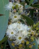 Corymbia maculata