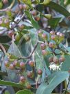 Corymbia maculata