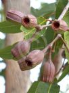 Corymbia ptychocarpa