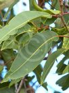 Corymbia ptychocarpa