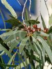 Corymbia tessellaris